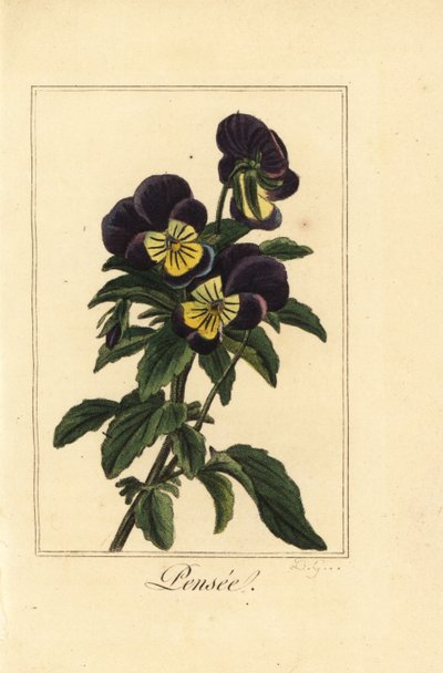 Viooltje, pensee, Viola tricolor var door Pancrace (after) Bessa
