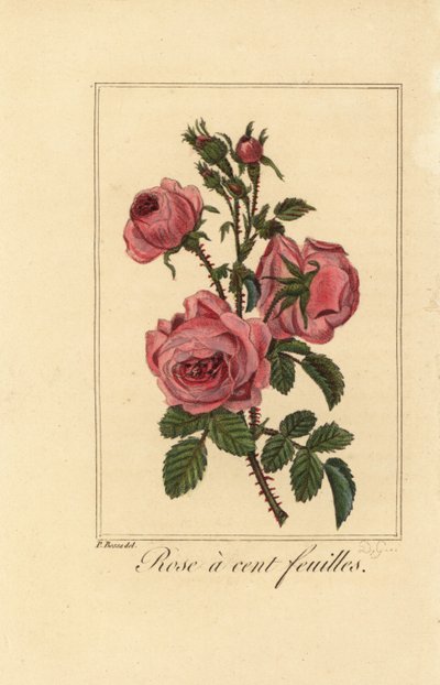 Provence roos of koolroos, Rose a cent feuilles, Rosa centifolia door Pancrace (after) Bessa