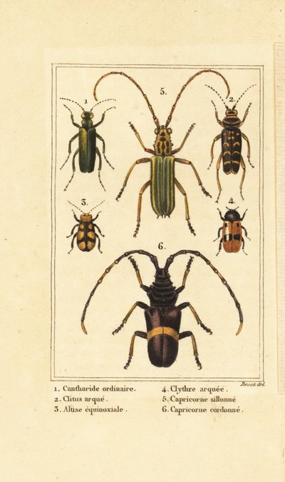 Spaanse vliegkever, Lytta vesicatoria 1, wespkever, Clytus arietis 2, Altica equinoctialis 3, Clytra quadripunctata 4, langhoornkevers, Chlorida festiva 5 en Trachyderes succinctus 6 door Pancrace (after) Bessa