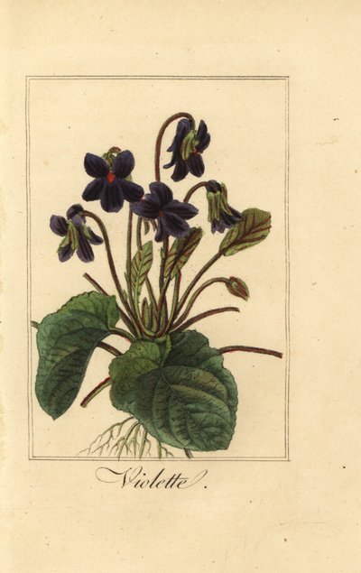 Zoete viooltje, Viola odorata door Pancrace (after) Bessa
