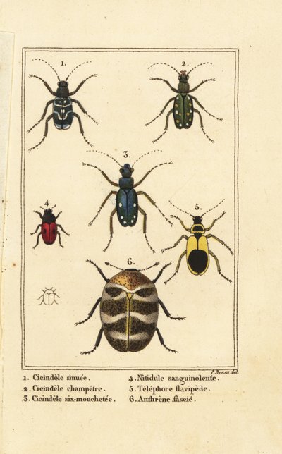 Tijgerkevers, Cicindela sinuata 1, Cicindela campestris 2, Cicindela sexguttata 3, Nitidula sanguinolenta 4, bonte tapijtkever, Telephore flavipede 5, Anthrenus verbasci 6 door Pancrace (after) Bessa