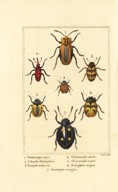 Snuitkevers: Eudomychus striata 1, Calandra hemiptera 2, aantrekkelijke schimmelkever, Erotylus soorten 3, Chrysomela striata 4, Acalymma vittatum 5, Chrysomela arcuata 6 en Eumorphus marginata 7 door Pancrace (after) Bessa