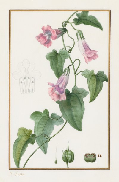 (Botanisch: Maurandia semperflorens) door Pancrace Bessa