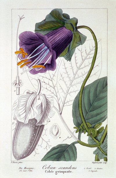 Cobaea scandens door Pancrace Bessa