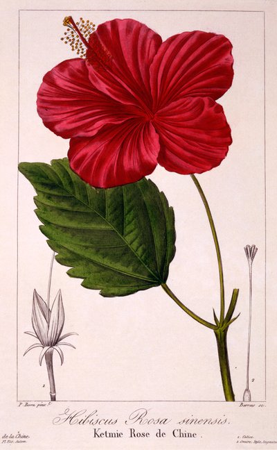 Hibiscus rosa-sinensis, 1836 door Pancrace Bessa