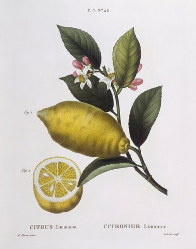 Citroen (Citrus limonium), Henry Louis Duhamel du Monceau, botanische plaat door Pancrace Bessa door Pancrace Bessa
