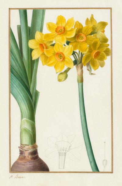 Polyanthus of Cluster Narcissus (Botanisch: Narcissus tazetta) door Pancrace Bessa
