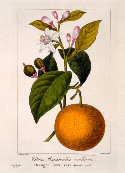Zoete sinaasappel: Citrus sinensis var. Bigaradia violacea door Pancrace Bessa