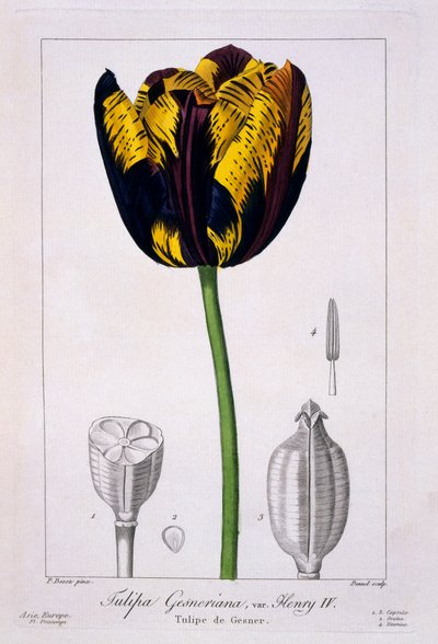 Tulp van Koning Hendrik IV, 1836 door Pancrace Bessa