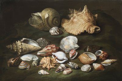 Stilleven met schelpen door Paolo Porpora