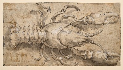 Kreeft (recto) door Parmigianino
