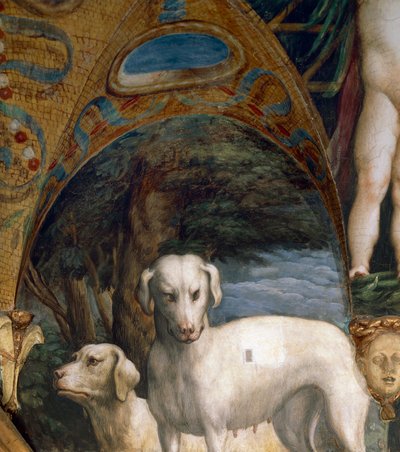 Paar honden, detail (Mythe van Diana en Actaeon), door Francesco Mazzola bekend als Parmigianino, fresco, noordzijde van Kamer van Diana en Actaeon, Rocca Sanvitale, Fontanellato, nabij Parma, Italië, circa 1524 door Parmigianino