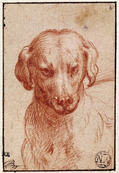 Hoofd van een Hond door Parmigianino
