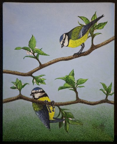 Bluetits, 2016 door Pat Scott
