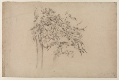 Studie van een boom, ca. 1885-87 (grafiet op papier) door Paul Cézanne