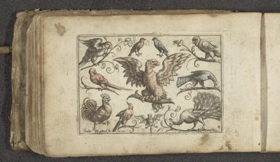 Roofvogel, negen andere vogels en een vleermuis door Paul Göttich