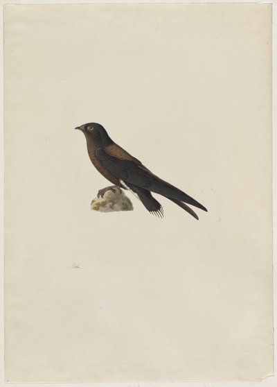 Naaldstaartgierzwaluw (Hirundapus caudaculus) door Paul Huet