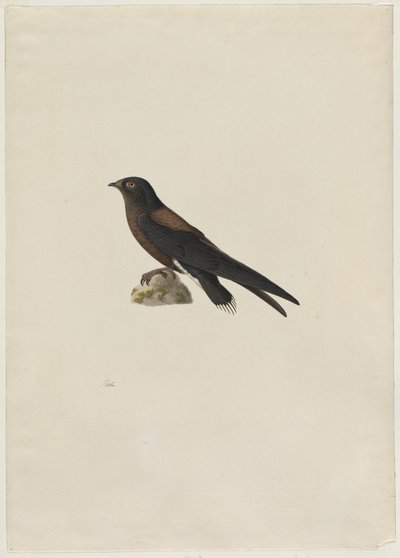 Naaldstaartgierzwaluw Hirundapus caudaculus, 1800s door Paul Huet
