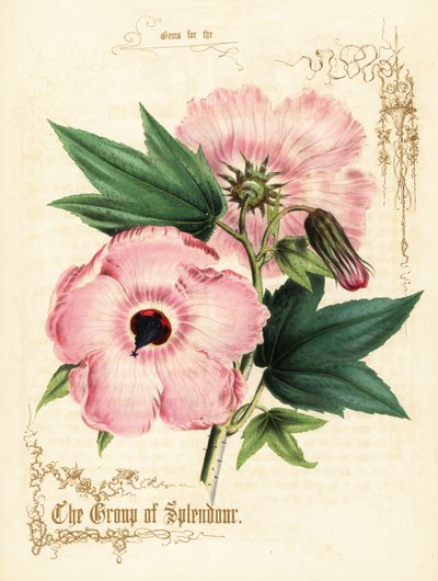Roze hibiscus bloemen en loof door Paul Jerrard