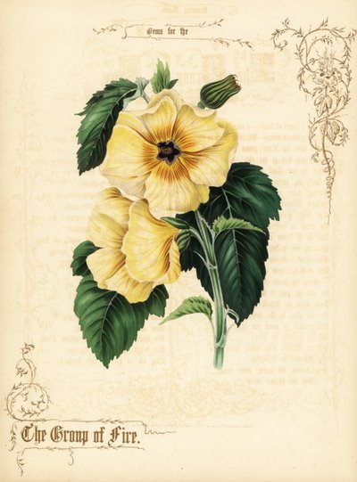 Gele hibiscus bloemen en loof door Paul Jerrard