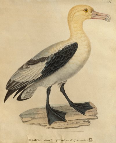 Albatros met een korte staart (kleurgravure) door Paul Louis Oudart