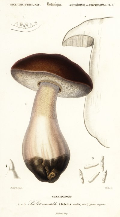 Eekhoorntjesbrood, Boletus edulis, 1849 (gravure) door Paul Louis Oudart