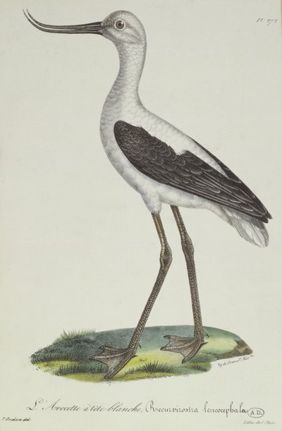 Witkopkluut, begin 19e eeuw (kleurgravure) door Paul Louis Oudart