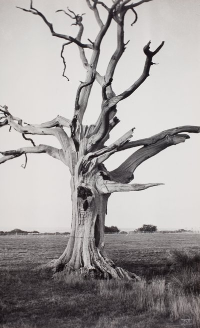 Dode boom, moeras door Paul Nash