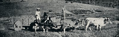 Carro de boi, 1895 door Paulo Sack