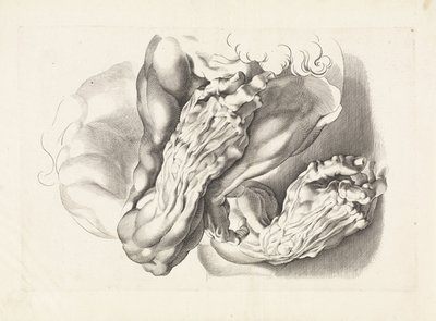 Anatomische studies van armen door Paulus Pontius