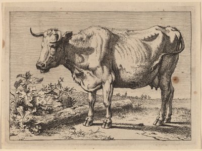 Staande Koe (Koe met een Gekreukte Hoorn) door Paulus Potter