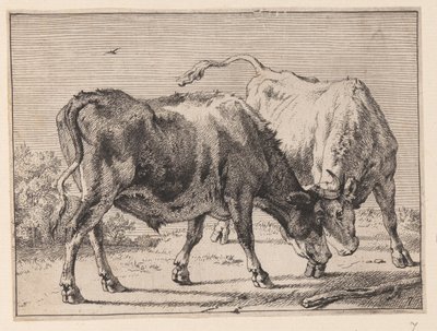 Twee vechtende ossen, uit Various Oxen and Cows door Paulus Potter