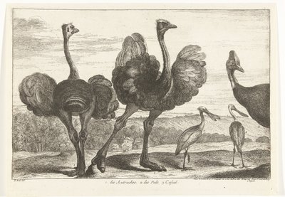 Struisvogels, kasuaris en lepelaar door Peeter Boel (attributed to)