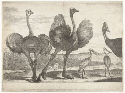 Struisvogels, kasuaris en lepelaar door Peeter Boel (attributed to)