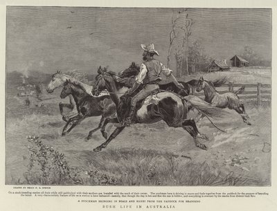 Bushleven in Australië door Percy F.S. Spence
