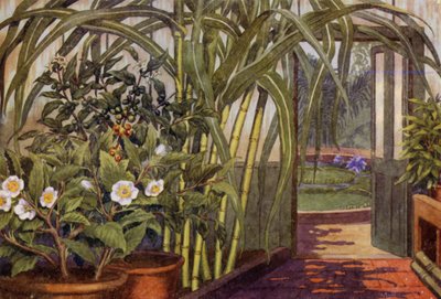 Suikerriet, theeplant en koffieplant door Percy James Billinghurst