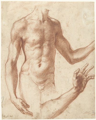 Studie van de torso van een jongeman door Perino del Vaga