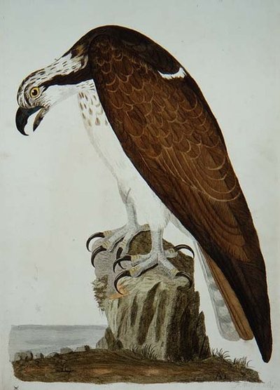 De Kale Buizerd, plaat uit 