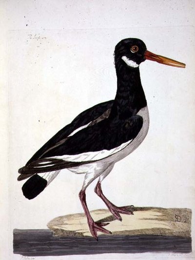 De scholekster (Haematopus ostralegus) plaat uit 