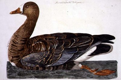 De witbuikgans (Anser albifrons) plaat uit 