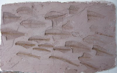 Shoal door Peter A Ford