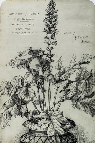 Acanthus Spinosus, Presentatietekeningen door Peter Bonnett Wight
