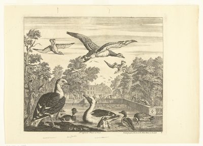 Mantelmeeuwen en eenden in een vogelvijver Verschillende vogels (serie) door Peter Casteels (III)