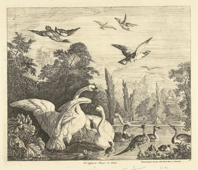 Zwanen en eenden in een vogelvijver Verschillende vogels door Peter Casteels (III)