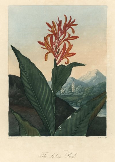 Rode of Conflore of Toloman Forte water, uit The Temple of Flora, door Dr. Robert Thornton (1768-1837) door Peter Charles (after) Henderson