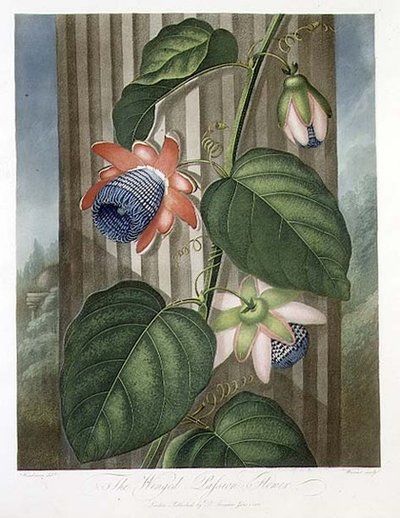 De Gevleugelde Passiebloem, gegraveerd door Warner, uit 