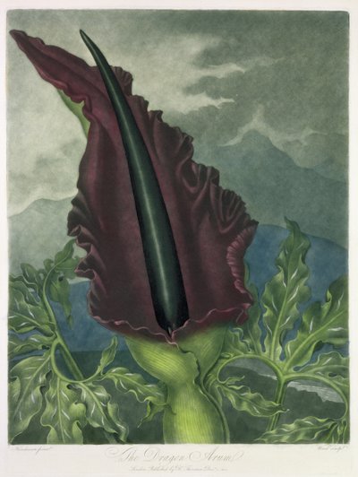 De Draken Arum, gegraveerd door Ward, uit 
