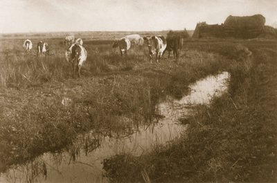 Vee op het moeras, ca. 1886 door Peter Emerson und Thomas Goodall