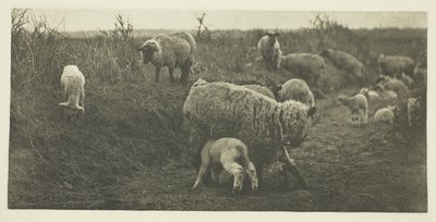 Een maartse pastorale (Suffolk) door Peter Henry Emerson