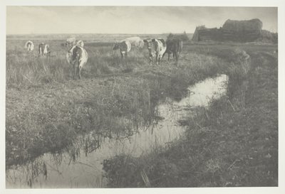 Vee op de moerassen door Peter Henry Emerson